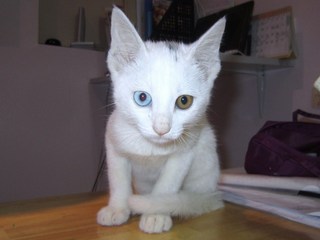 迷い猫