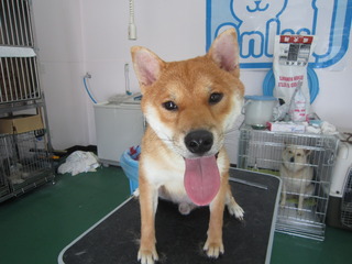 ナナちゃんご来店