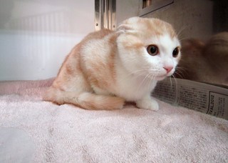 トリミングでご来店