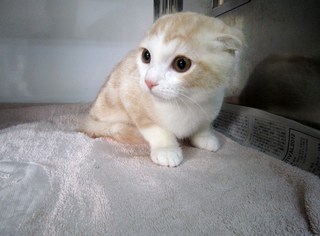 トリミングでご来店