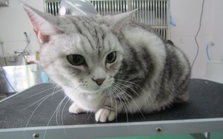久々のトリミング日和！