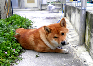 今日のしばきち