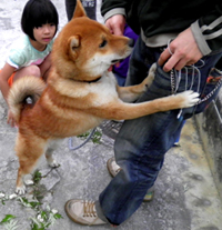 今日のしばきち