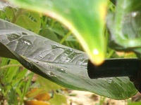 梅雨ですけど台風なのね　その２ 2011/05/22 13:40:47