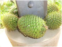 ソングダ―の落し物 2011/05/31 17:45:19