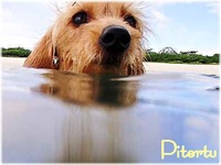 風ちゃん海へいく～♪ 2012/06/07 10:59:09