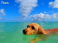 風ちゃん海へいく～♪　７月４日 2012/07/05 14:19:57