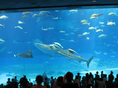 ちゅら海水族館