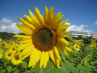 花見 2009/02/19 16:26:25