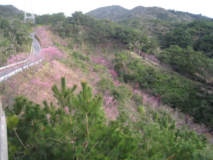 花見