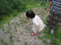 たまねぎ収穫 2009/04/13 16:22:15