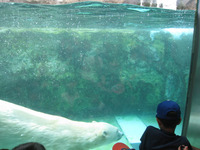 旭山動物園