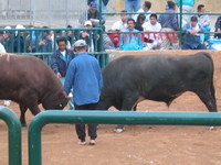 闘牛 2011/02/14 20:56:31