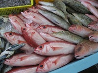 沖縄の魚 2011/02/18 18:21:11