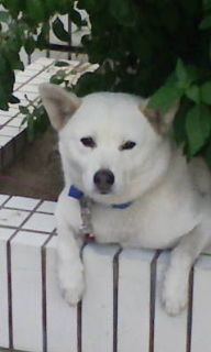 病院の犬