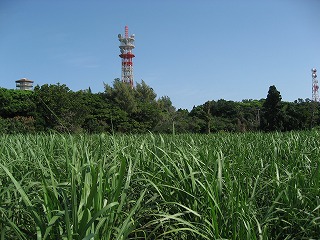 これでも多良間か？　２９