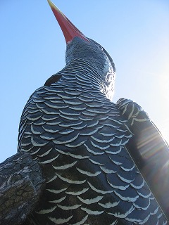 ヤンバルクイナ展望台　５