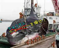 ザ・スカウト「ショコランを探せ」　