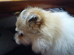 Pyo S Room 雷と犬