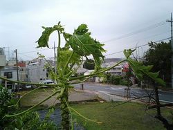 台風後の庭掃除