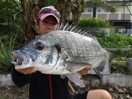 南国の河川でミナミクロダイ。