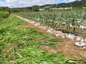 最近のハートレインボー【2024年6月29日】