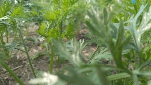 最近のハートレインボー【2021年10月30日】　＃就労継続支援A型　＃農業