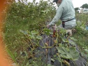最近のハートレインボー【2021年7月31日】まだまだコロナ緊急事態期間×福祉×農業×食育　＃グルメ紹介！