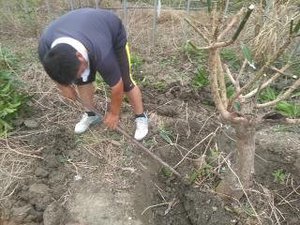 最近のハートレインボー【2021年8月21日】まだまだコロナ緊急事態期間×福祉×農業×食育　＃グルメ紹介！