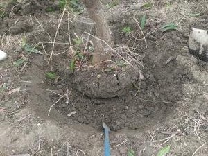 最近のハートレインボー【2021年8月21日】まだまだコロナ緊急事態期間×福祉×農業×食育　＃グルメ紹介！