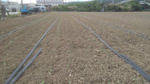 最近のハートレインボー【2021年11月14】　＃就労継続支援A型　＃農業