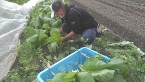 最近のハートレインボー【2021年11月14】　＃就労継続支援A型　＃農業