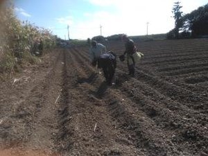最近のハートレインボー【2021年12月19日】　＃就労継続支援A型　＃農業
