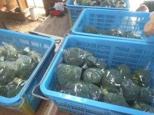 最近のハートレインボー【2021年12月19日】　＃就労継続支援A型　＃農業
