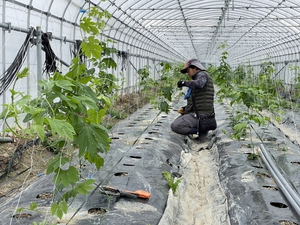 最近のハートレインボー【2022年2月5日】　＃就労継続支援A型　＃農業