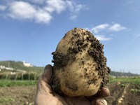 最近のハートレインボー【2022年3月6日】＃就労継続支援A型　＃沖縄　＃農業