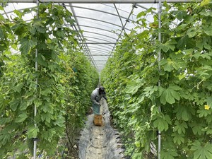最近のハートレインボー【2022年4月23日】＃就労継続支援A型　＃沖縄　＃農業