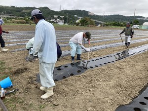 最近のハートレインボー【2022年4月23日】＃就労継続支援A型　＃沖縄　＃農業