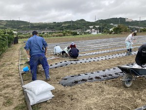 最近のハートレインボー【2022年4月23日】＃就労継続支援A型　＃沖縄　＃農業