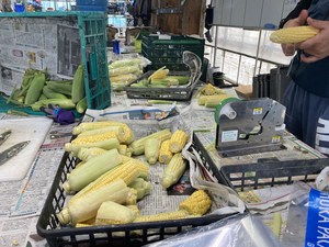 最近のハートレインボー【2022年4月23日】＃就労継続支援A型　＃沖縄　＃農業
