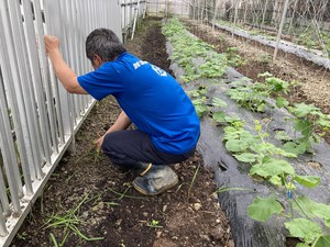 最近のハートレインボー【2022年5月21日】＃就労継続支援A型　＃沖縄　＃農業