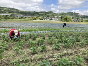 最近のハートレインボー【2022年5月21日】＃就労継続支援A型　＃沖縄　＃農業