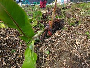記念植樹祭⁉ バナナ