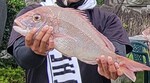 貸し船　　釣ったよタイ・・　タイ・・　　タイ・・