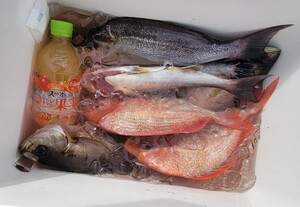 移動式イカダ　釣果　　イサキ好調！