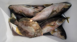 移動式イカダ　釣果　　イサキ好調！