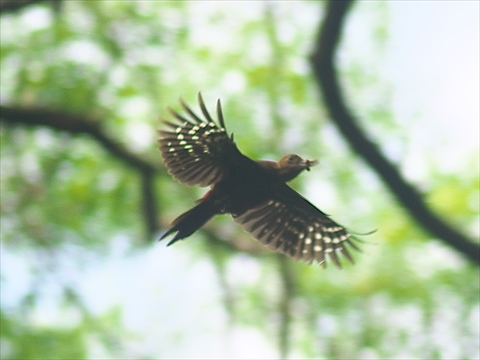 やんばるの森、ノグチゲラ・・・