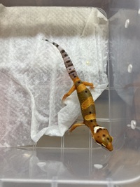 新入荷のご案内‍✨