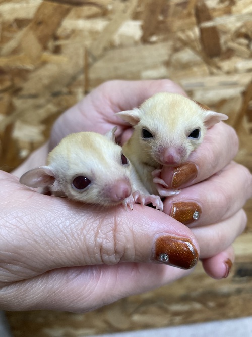フクロモモンガbaby情報です