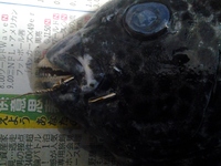 まさかの。。。s 2013/01/31 19:57:59